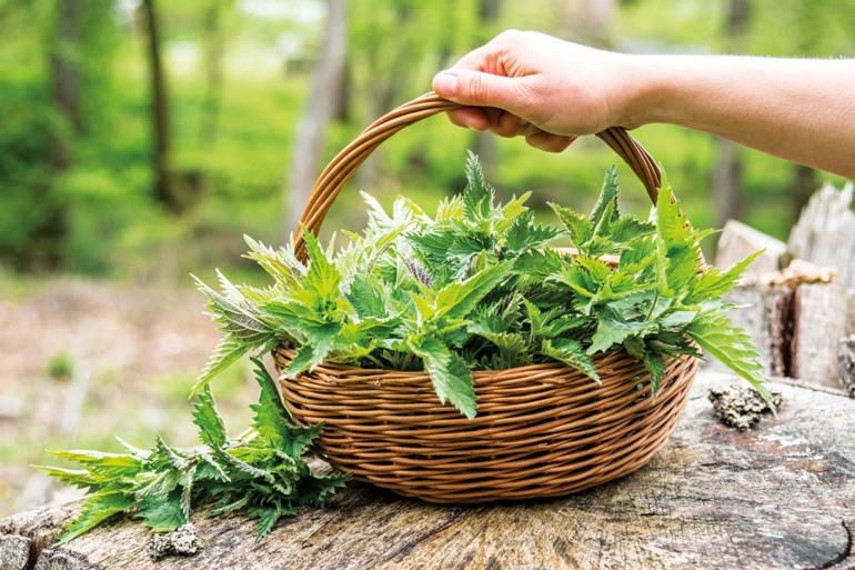 Gida ve Yasam Kulturunu Zenginlestiren Atolye ve Restoran Deneyimleri Hazirliksiz Atiklari Degerlendiren Bir Yontem Muz Kabuklari