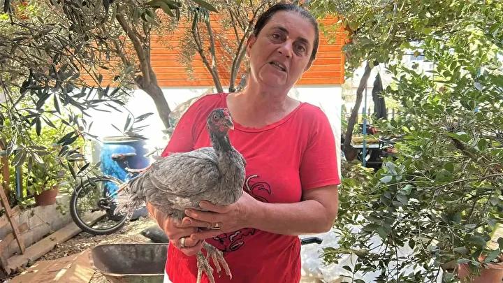 İlginç Özellikleriyle Mavi Yumurtalar