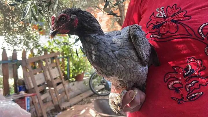 Gözcüler Mahallesi'nde Mavi Yumurta Üretimiyle İlgi Çeken Tavuk Serüveni