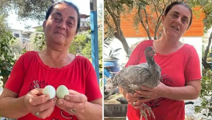 Gözcüler Mahallesi’nde Mavi Yumurta Üretimiyle İlgi Çeken Tavuk Serüveni