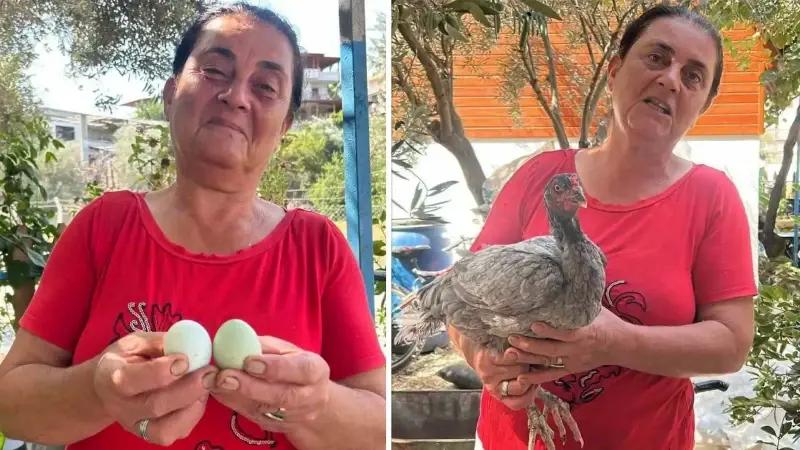 Gözcüler Mahallesi’nde Mavi Yumurta Üretimiyle İlgi Çeken Tavuk Serüveni