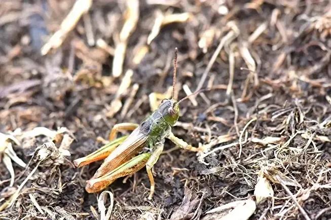 Hakkari Universitesi ve Is Birligiyle Karadenizde Yeni Cekirge Cinsi Kesfi Arastirma Ekibinin Katkilari ve Calismanin Onemi
