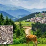 Hakkari Universitesi ve Is Birligiyle Karadenizde Yeni Cekirge Cinsi Kesfi