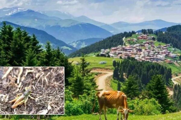 Hakkari Üniversitesi ve İş Birliğiyle Karadeniz’de Yeni Çekirge Cinsi Keşfi
