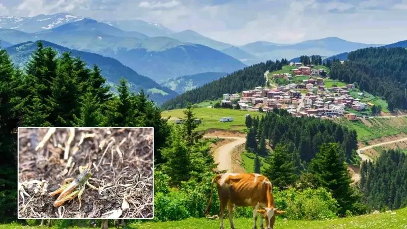 Hakkari Üniversitesi ve İş Birliğiyle Karadeniz’de Yeni Çekirge Cinsi Keşfi