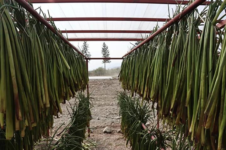 Hatayda Ekonomik ve Ekosistem Destekli Su Sumbulu Projesi