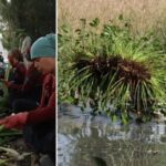 Hatayda Ekonomik ve Ekosistem Destekli Su Sumbulu Projesi