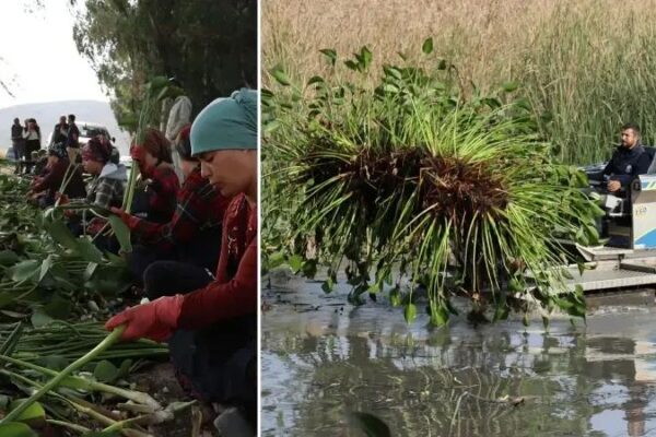 Hatay’da Ekonomik ve Ekosistem Destekli Su Sümbülü Projesi