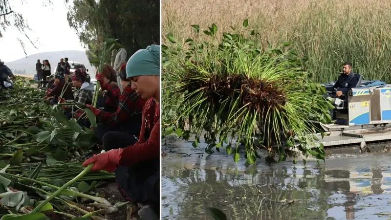 Hatay’da Ekonomik ve Ekosistem Destekli Su Sümbülü Projesi