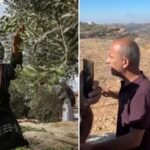Israil8217in Filistin Topraklarindaki Saldirilari ve Zeytin Hasadi Calismalarina Mudahale