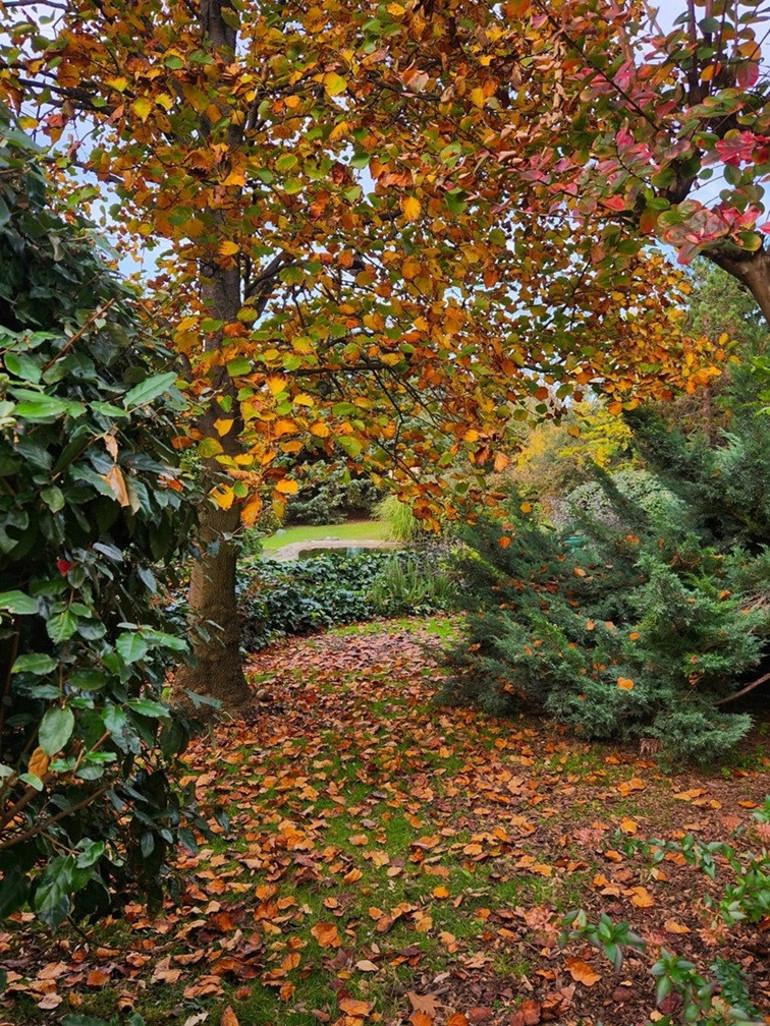 İstanbul'da Sonbaharın En Güzel Renkleri ve Doğa Kaçamağı Rehberi 2 İstanbul'da Sonbaharın En Güzel Renkleri ve Doğa Kaçamağı Rehberi
