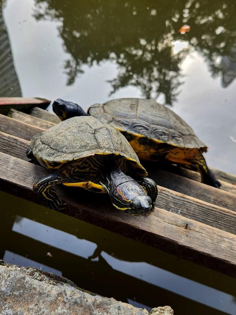 İstanbul'da Sonbaharın En Güzel Renkleri ve Doğa Kaçamağı Rehberi 5 İstanbul'da Sonbaharın En Güzel Renkleri ve Doğa Kaçamağı Rehberi