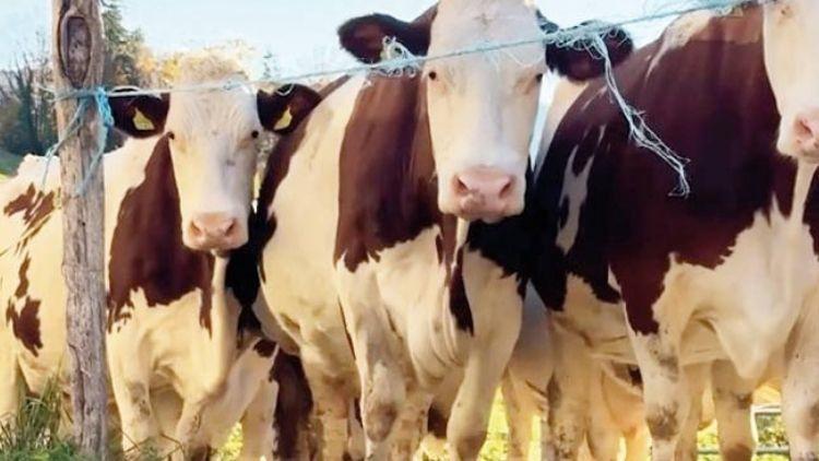 Isvicre8217nin Sut Urunleri Ihracatinda Guncel Gelismeler ve Ticaret Gorusmeleri Gorusmeler ve Uluslararasi Ticaret Surecleri