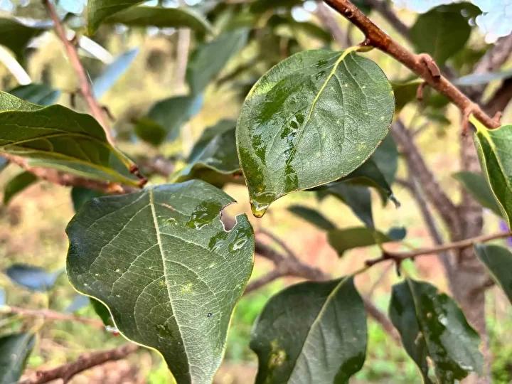 Kahverengi Kokarca ile Mücadelede Doğal Çözüm Arayışları Trabzon'da Yaygınlaşıyor