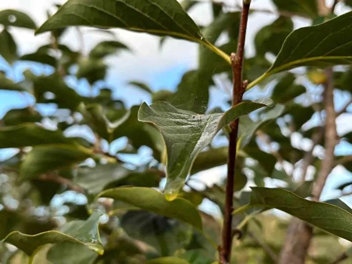 Kahverengi Kokarca ile Mücadelede Doğal Çözüm Arayışları Trabzon'da Yaygınlaşıyor