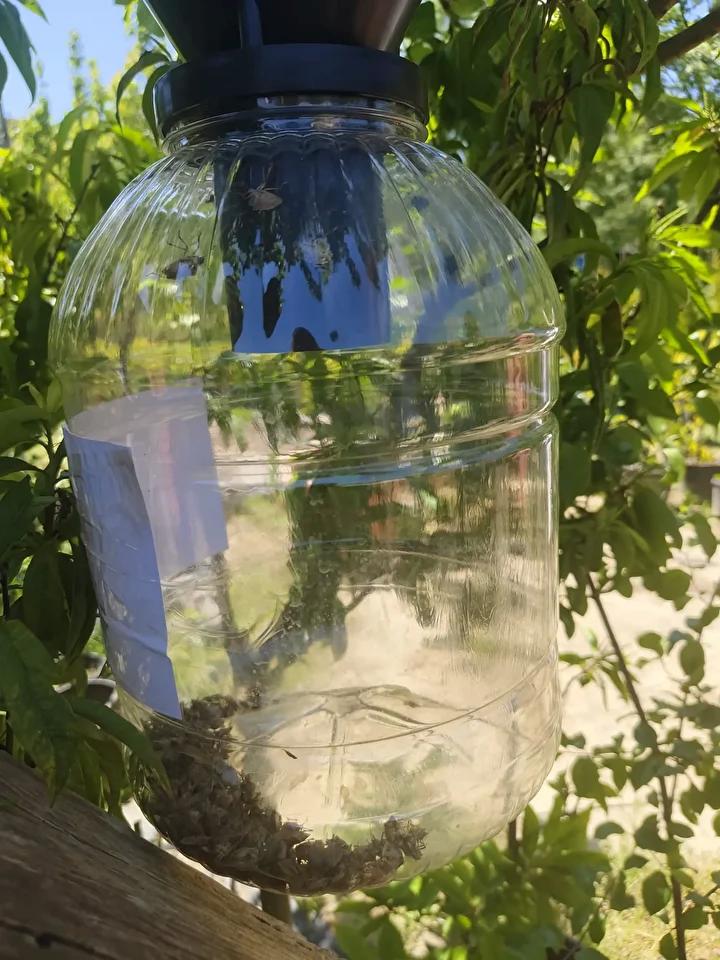 Kahverengi Kokarca ile Mücadelede Doğal Çözüm Arayışları Trabzon'da Yaygınlaşıyor