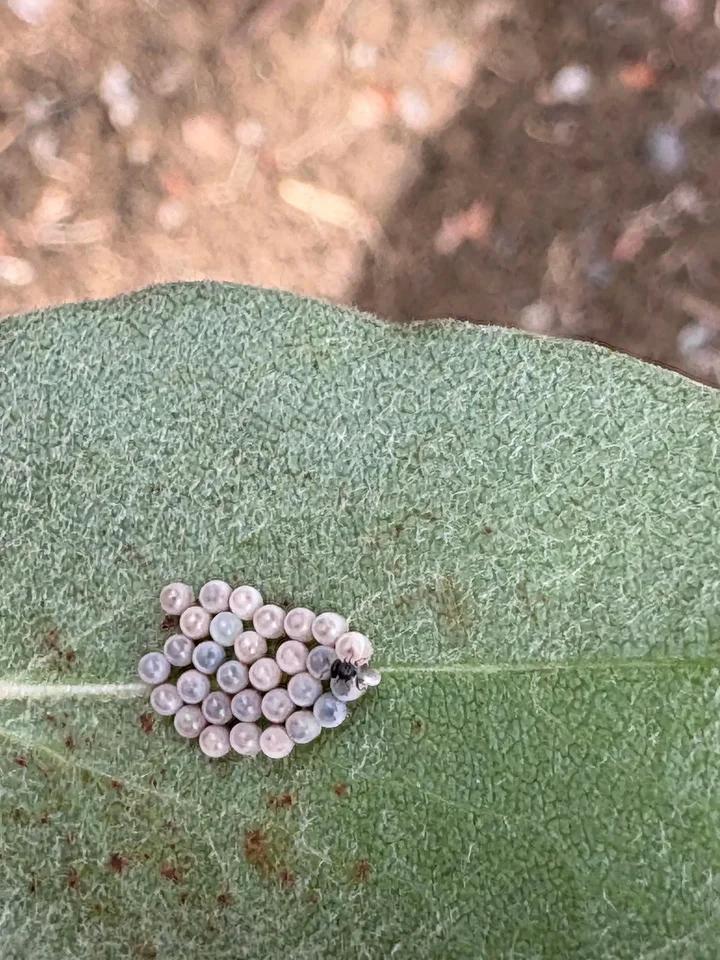 Kahverengi Kokarca ile Mücadelede Doğal Çözüm Arayışları Trabzon'da Yaygınlaşıyor