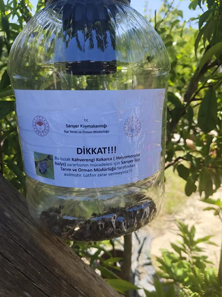 Kahverengi Kokarca ile Mücadelede Doğal Çözüm Arayışları Trabzon'da Yaygınlaşıyor