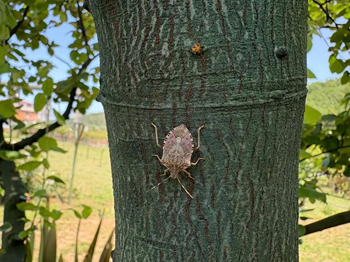 Kahverengi Kokarca ile Mücadelede Doğal Çözüm Arayışları Trabzon'da Yaygınlaşıyor
