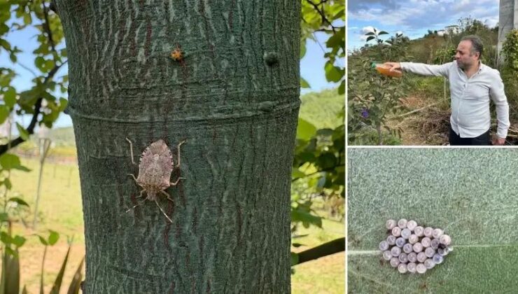 Kahverengi Kokarca ile Mücadelede Doğal Çözüm Arayışları Trabzon’da Yaygınlaşıyor