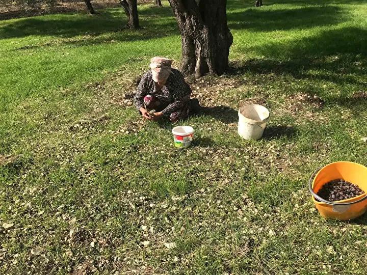 Furma Zeytininin Piyasa Değeri ve Sağlığa Faydaları