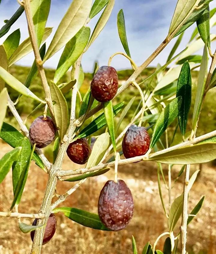 Furma Zeytininin Piyasa Değeri ve Sağlığa Faydaları