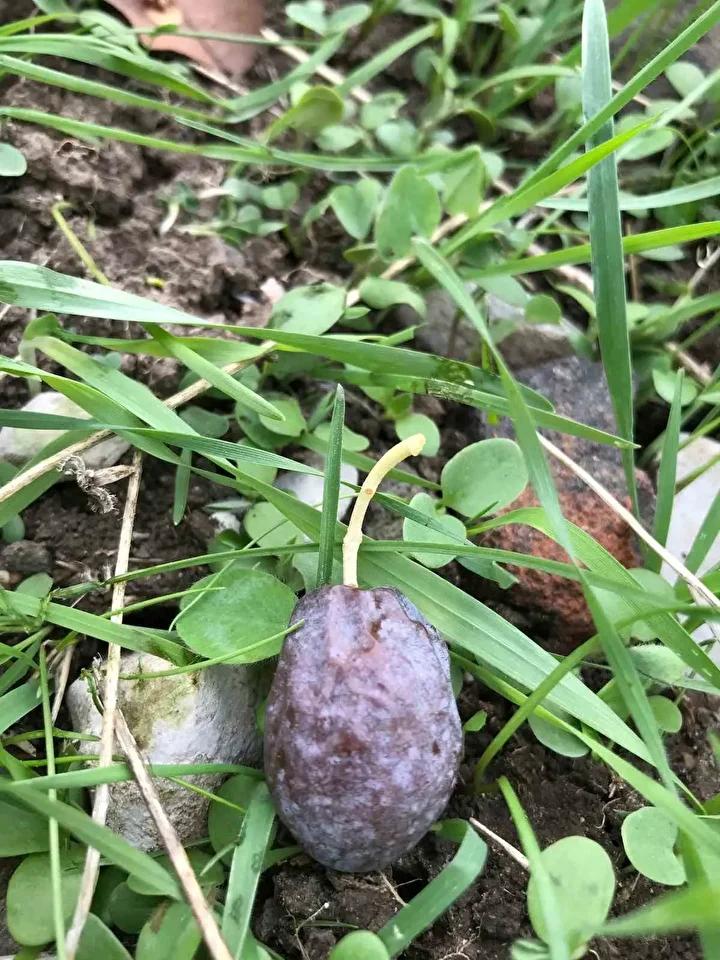 Karaburun’un Eşsiz Furma Zeytini ve Hasat Hikayesi