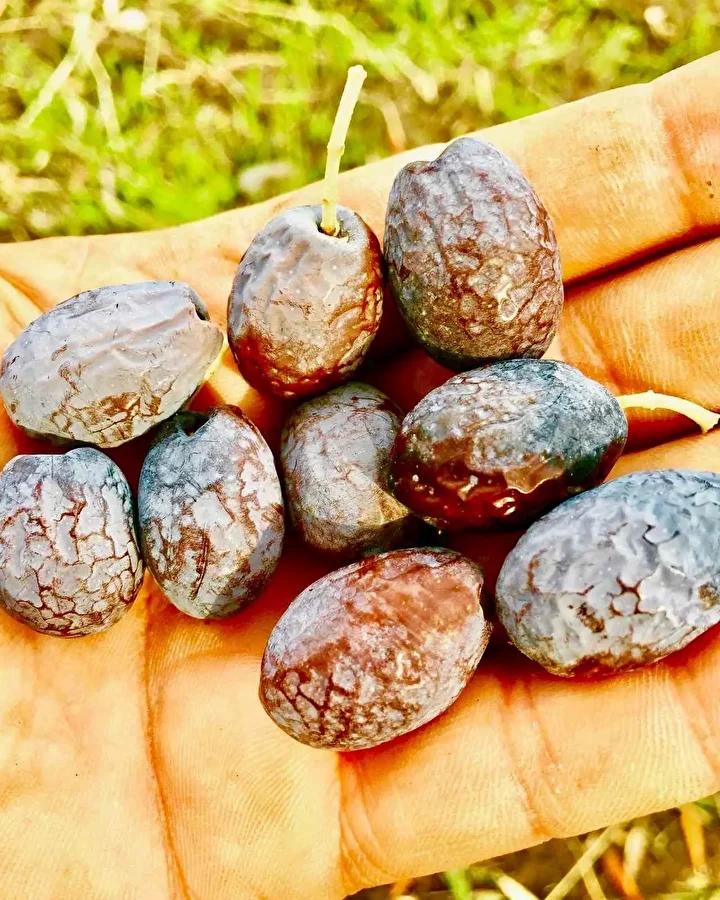 Karaburun’un Eşsiz Furma Zeytini ve Hasat Hikayesi