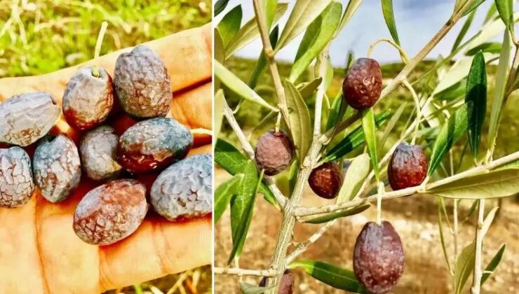 Karaburun’un Eşsiz Furma Zeytini ve Hasat Hikayesi