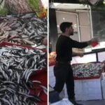 Karadeniz Balik Bollugu Cankirida Uygun Fiyatlarla Yansiyor