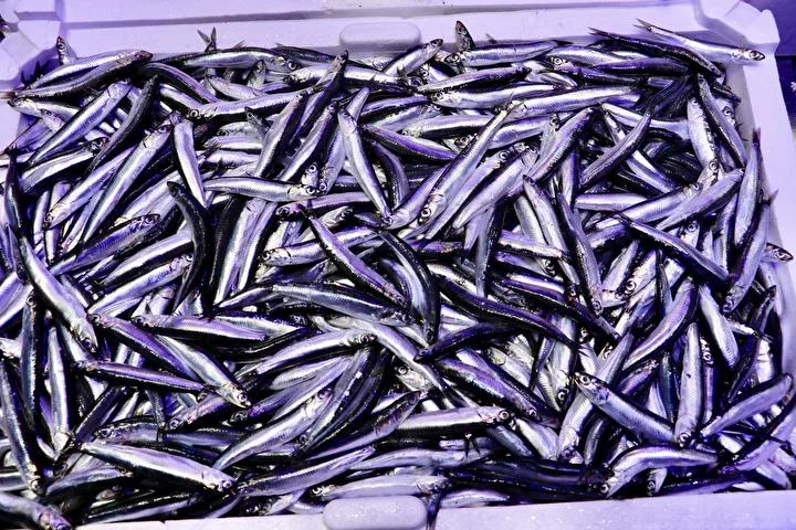 Hamsi Fiyatları ve Sezonun Durumu