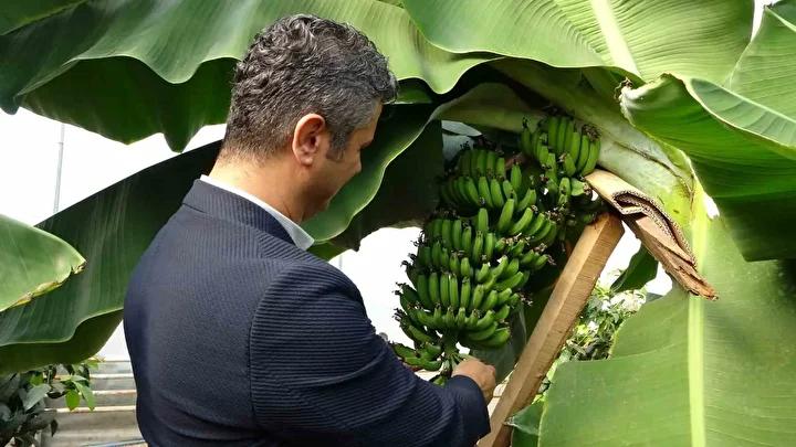 Iklim Kontroluyle Karadenize Akdeniz Iklimi
