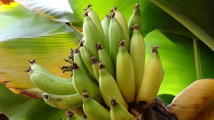 Karadenizde Tropikal Meyve Serasiyla Yeni Bir Tarim Yaklasimi