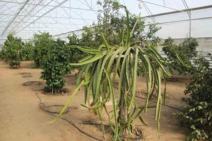 Karadenizde Tropikal Meyve Serasiyla Yeni Bir Tarim Yaklasimi