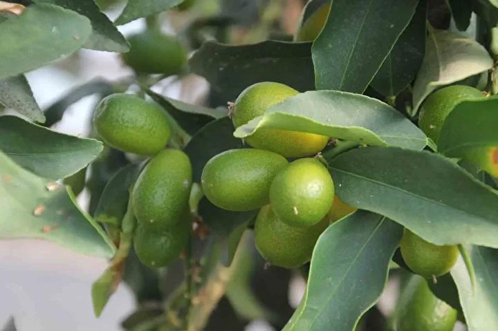Karadenizde Tropikal Meyve Serasiyla Yeni Bir Tarim Yaklasimi