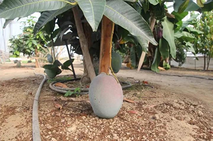 Karadenizde Tropikal Meyve Serasiyla Yeni Bir Tarim Yaklasimi