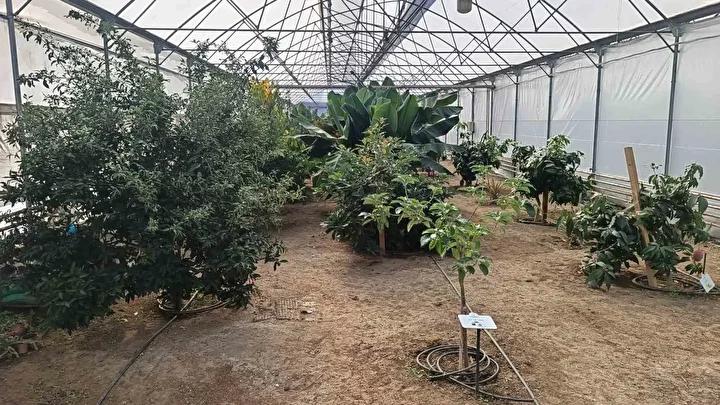 Karadenizde Tropikal Meyve Serasiyla Yeni Bir Tarim Yaklasimi