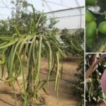 Karadenizde Tropikal Meyve Serasiyla Yeni Bir Tarim Yaklasimi