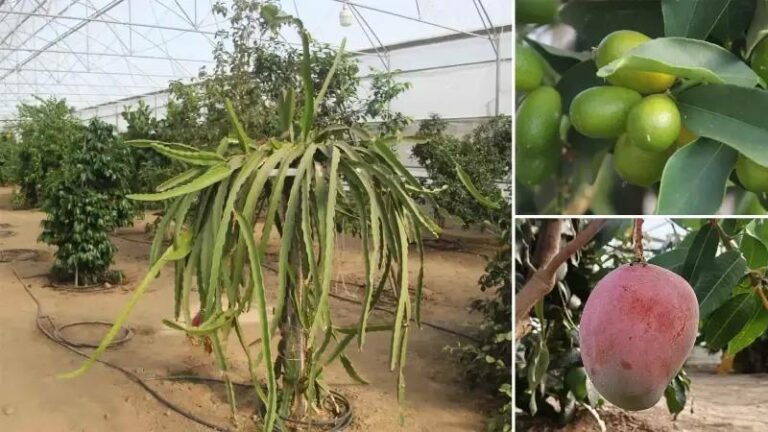 Karadenizde Tropikal Meyve Serasiyla Yeni Bir Tarim Yaklasimi