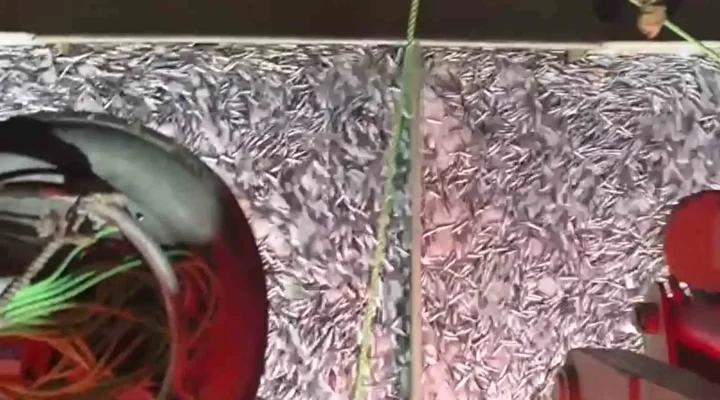 Karadenizli Balıkçıların Bua Bereketli Dönüşü