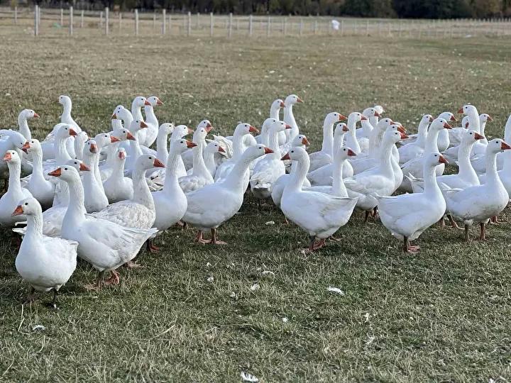 Kars’ta Kaz Kesimi ve Kışa Hazırlık Süreci