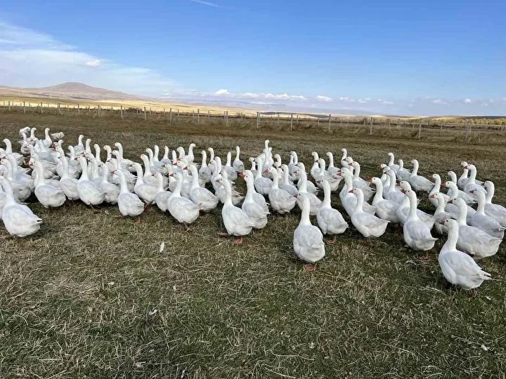 Kars’ta Kaz Kesimi ve Kışa Hazırlık Süreci