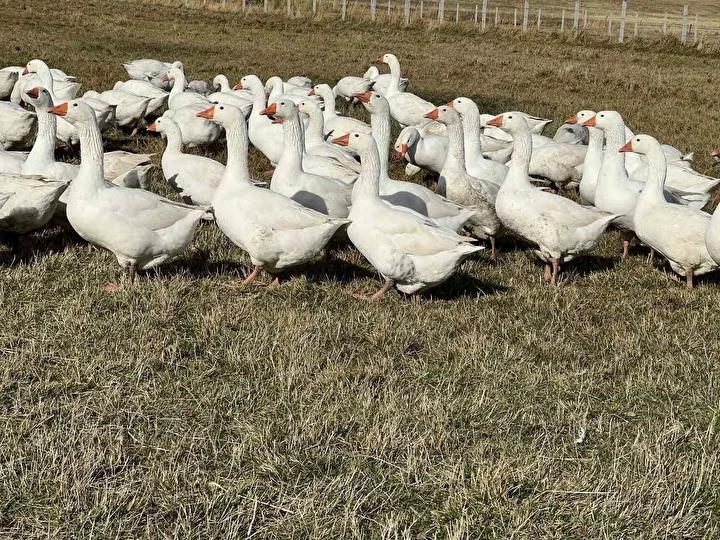 Kars’ta Kaz Kesimi ve Kışa Hazırlık Süreci