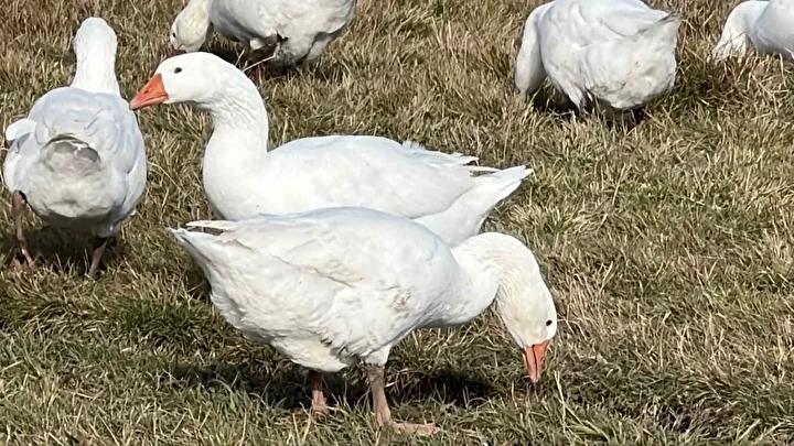 Kars’ta Kaz Kesimi ve Kışa Hazırlık Süreci