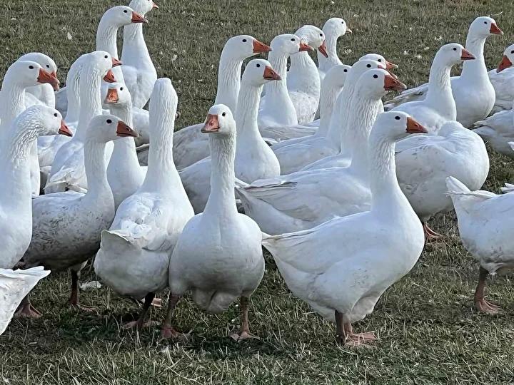 Kars’ta Kaz Kesimi ve Kışa Hazırlık Süreci