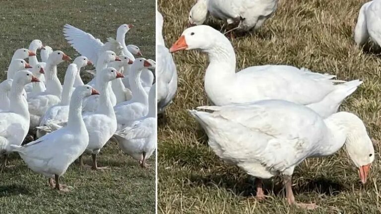 Karsta Kaz Kesimi ve Kisa Hazirlik Sureci