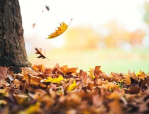 Kasım Ayı Hakkında Duygusallı ve Anlamlı Mesajlar ve Sözler