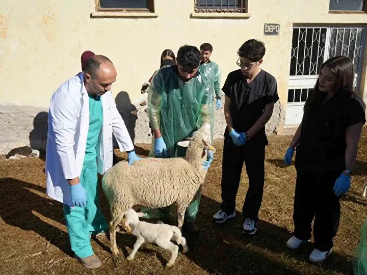 Kastamonu Üniversitesi’nden Bölgede Çığır Açan Koyun Yetiştiriciliği Projesi