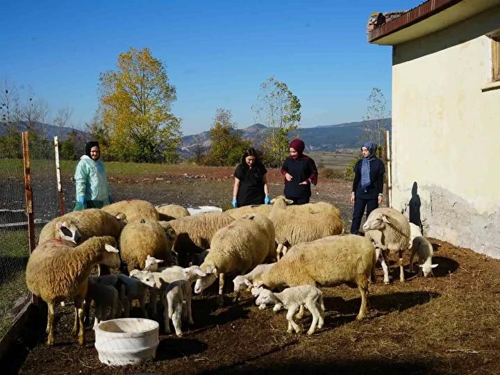 Kastamonu Üniversitesi’nden Bölgede Çığır Açan Koyun Yetiştiriciliği Projesi
