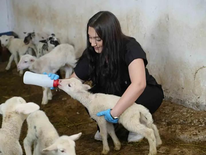 Kastamonu Üniversitesi’nden Bölgede Çığır Açan Koyun Yetiştiriciliği Projesi